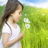 微信蒲公英头像_高清蒲公英花朵图片大全