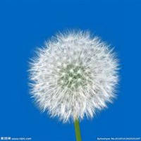 微信蒲公英头像_高清蒲公英花朵图片大全