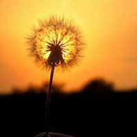 微信蒲公英头像_高清蒲公英花朵图片大全