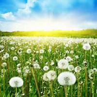 微信蒲公英头像_高清蒲公英花朵图片大全