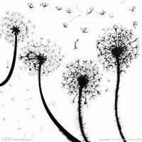 微信蒲公英头像_高清蒲公英花朵图片大全