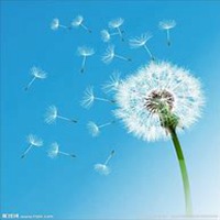 微信蒲公英头像_高清蒲公英花朵图片大全