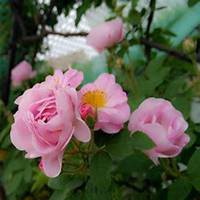 微信蔷薇花头像_高清蔷薇花花朵图片大全