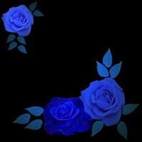 微信蔷薇花头像_高清蔷薇花花朵图片大全