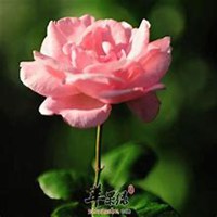 微信蔷薇花头像_高清蔷薇花花朵图片大全