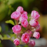 微信蔷薇花头像_高清蔷薇花花朵图片大全