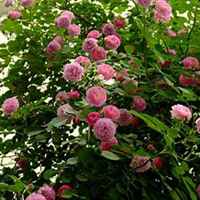 微信蔷薇花头像_高清蔷薇花花朵图片大全