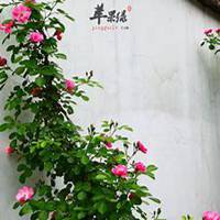 微信蔷薇花头像_高清蔷薇花花朵图片大全