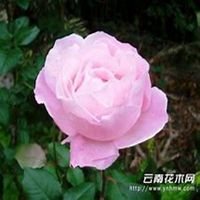 微信蔷薇花头像_高清蔷薇花花朵图片大全