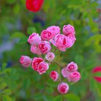 微信蔷薇花头像_高清蔷薇花花朵图片大全