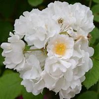 微信蔷薇花头像_高清蔷薇花花朵图片大全