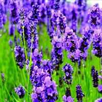微信薰衣草头像_高清薰衣草花朵图片大全