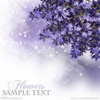 微信薰衣草头像_高清薰衣草花朵图片大全