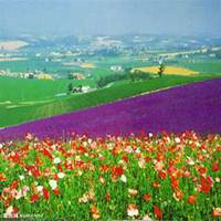 微信薰衣草头像_高清薰衣草花朵图片大全