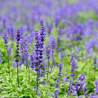 微信薰衣草头像_高清薰衣草花朵图片大全