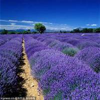 微信薰衣草头像_高清薰衣草花朵图片大全