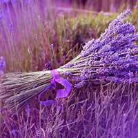 微信薰衣草头像_高清薰衣草花朵图片大全