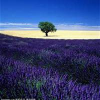 微信薰衣草头像_高清薰衣草花朵图片大全