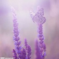 微信薰衣草头像_高清薰衣草花朵图片大全