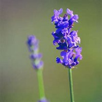 微信薰衣草头像_高清薰衣草花朵图片大全