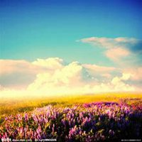 微信薰衣草头像_高清薰衣草花朵图片大全