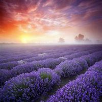 微信薰衣草头像_高清薰衣草花朵图片大全