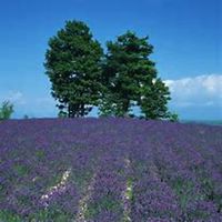 微信薰衣草头像_高清薰衣草花朵图片大全