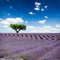 微信薰衣草头像_高清薰衣草花朵图片大全