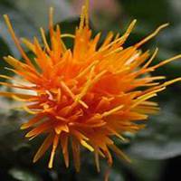 微信藏红花头像_高清藏红花花朵图片大全