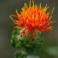 微信藏红花头像_高清藏红花花朵图片大全