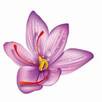 微信藏红花头像_高清藏红花花朵图片大全