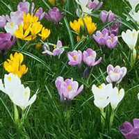 微信藏红花头像_高清藏红花花朵图片大全