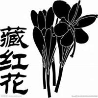 微信藏红花头像_高清藏红花花朵图片大全