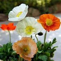 微信虞美人花头像_高清虞美人花花朵图片大全