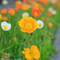 微信虞美人花头像_高清虞美人花花朵图片大全