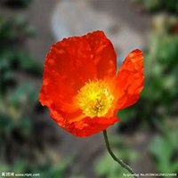 微信虞美人花头像_高清虞美人花花朵图片大全