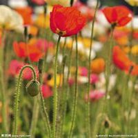 微信虞美人花头像_高清虞美人花花朵图片大全