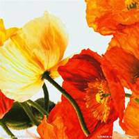 微信虞美人花头像_高清虞美人花花朵图片大全