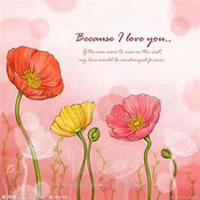 微信虞美人花头像_高清虞美人花花朵图片大全