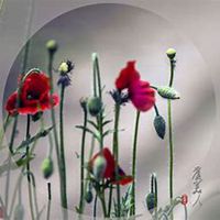 微信虞美人花头像_高清虞美人花花朵图片大全