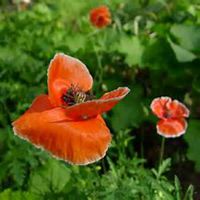 微信虞美人花头像_高清虞美人花花朵图片大全