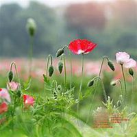 微信虞美人花头像_高清虞美人花花朵图片大全