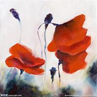 微信虞美人花头像_高清虞美人花花朵图片大全