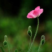 微信虞美人花头像_高清虞美人花花朵图片大全
