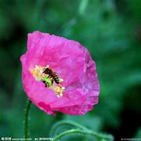 微信虞美人花头像_高清虞美人花花朵图片大全