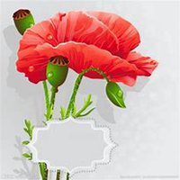 微信虞美人花头像_高清虞美人花花朵图片大全