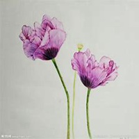 微信虞美人花头像_高清虞美人花花朵图片大全