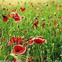 微信虞美人花头像_高清虞美人花花朵图片大全