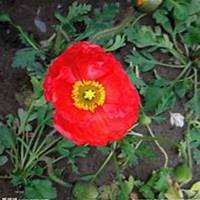 微信虞美人花头像_高清虞美人花花朵图片大全