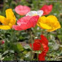 微信虞美人花头像_高清虞美人花花朵图片大全